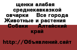 щенки алабая ( среднекавказкой овчарки) - Все города Животные и растения » Собаки   . Алтайский край